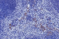 Siglec-H, Rat anti-Mouse, Clone: 551, Millipore Sigma:Antibodies:Primary